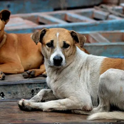 Surat public hospital rabies care draws global praise