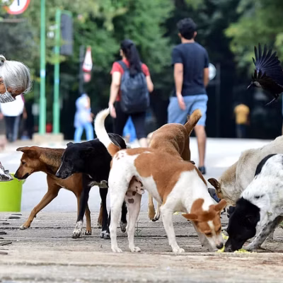Surat Health Facility Gains Recognition For Rabies Treatment
