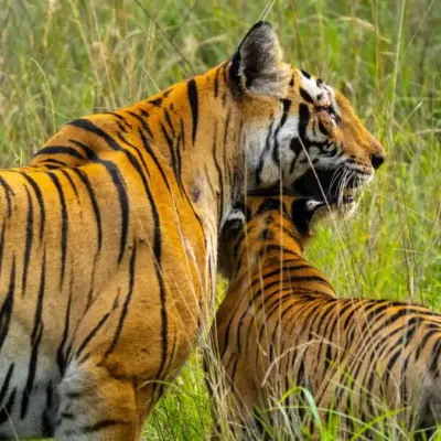 Karnataka Sanctuary Loses Five Tigers to Suspected Poison