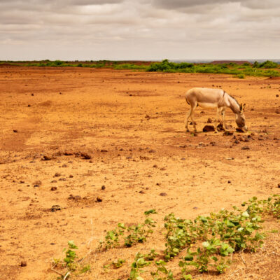 Africa Turns to Soil for Climate Resilience