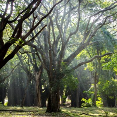 Indore Tree Loss Linked To Rising Urban Heat