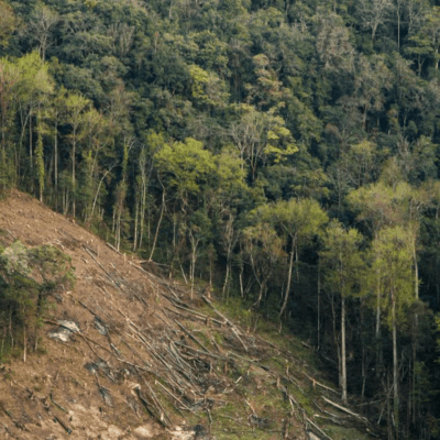 Bhopal MP Forest Cover Grows Over 20 Years