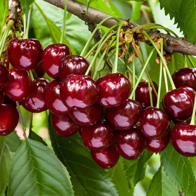 India Exports Premium Cherries to Saudi Arabia