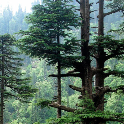 India to plant trees across Himalayas under new green mission plan