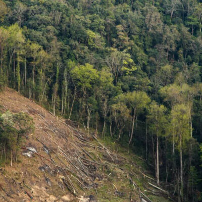 Indias Green India Mission Aims to Restore Degraded Forests