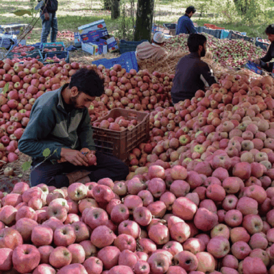 Kashmir Apple Growers Seek Dedicated Freight Train for Direct Market Access