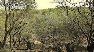 Telangana Begins Forest Revival to Reclaim Green Cover