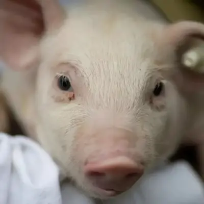 Kochi Hit by Fresh African Swine Fever Outbreak