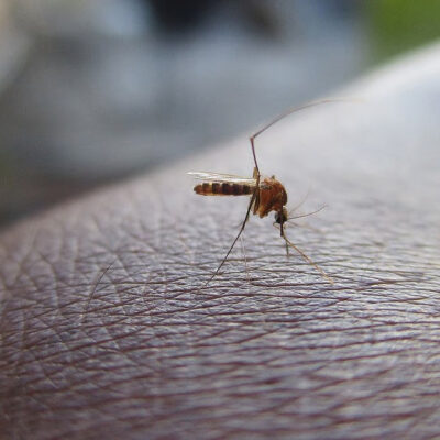 Surat Hospitals Flagged For Mosquito Breeding Risk