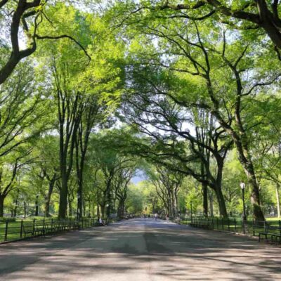 Nagpur Tree Transplant Sets Urban Climate Resilience Example