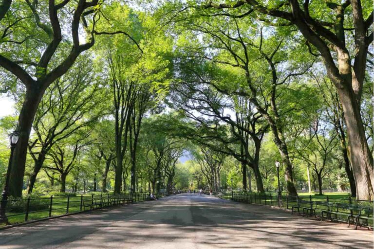 Nagpur Tree Transplant Sets Urban Climate Resilience Example