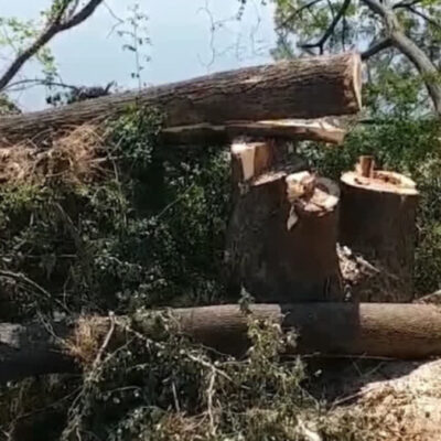 BMC Cuts Over 12000 Trees Removes Risk Prone Ones