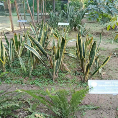 Delhi University Carbon Gardens Boost Urban Biodiversity