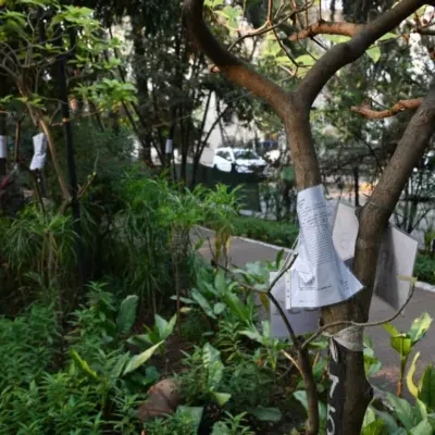 BMC Tree Trimming Drive Sparks Heatwave Concerns In Mumbai