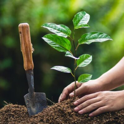 Maharashtra Signs Pact For Large Scale Tree Plantation