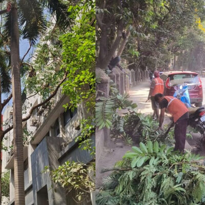 Mumbai Tree Pruning Push Ahead Of Monsoon Risks