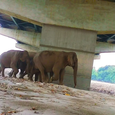 Delhi Dehradun Corridor Wildlife Underpasses Support Biodiversity