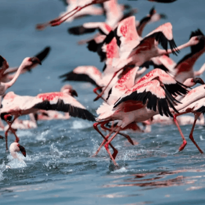 Mumbai Region Records Delayed Flamingo Migration Season