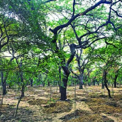 Delhi Launches Long Term Forest Restoration Strategy