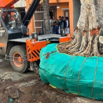 Delhi Revises Tree Transplantation With Advanced Machinery