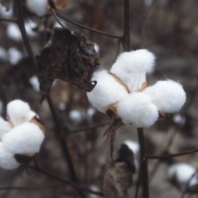 Indore Cotton Supply Dip Hits Ginning Units