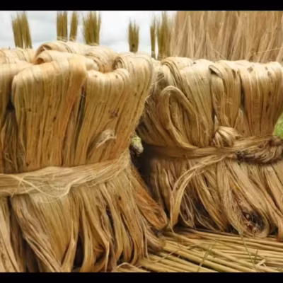 Bengal Jute Market Struggles With Raw Shortage
