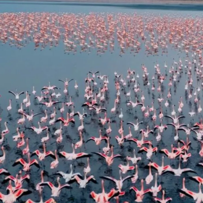 Navi Mumbai Flamingo Zones Face Protection Uncertainty