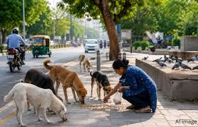 Ahmedabad Restricts Animal Feeding Across Public Spaces