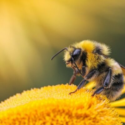 Pune World Bee Day Focuses On Pollinator Survival