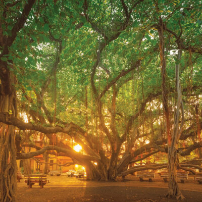 Pune Road Expansion Sparks Banyan Conservation Push