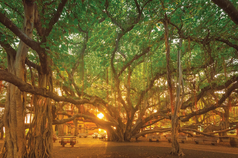 Pune Road Expansion Sparks Banyan Conservation Push