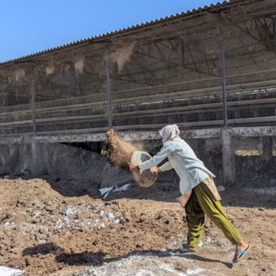 Surat Bird Flu Disruption Tests Food Supply Chains