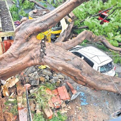 Bengaluru Rains Expose Risks From Exotic Tree Cover