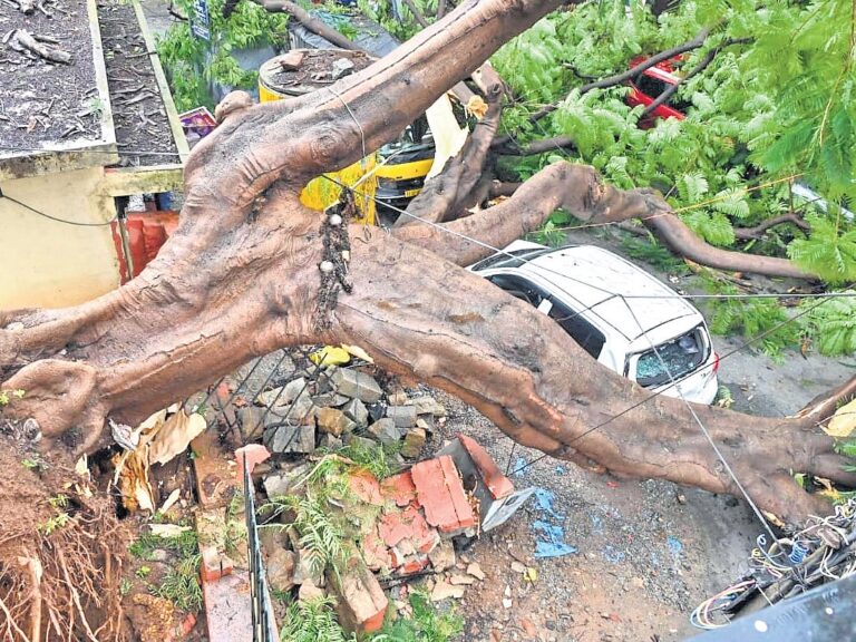 Bengaluru Rains Expose Risks From Exotic Tree Cover
