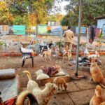 Bengaluru Animal Care Network Reaches Rural Communities