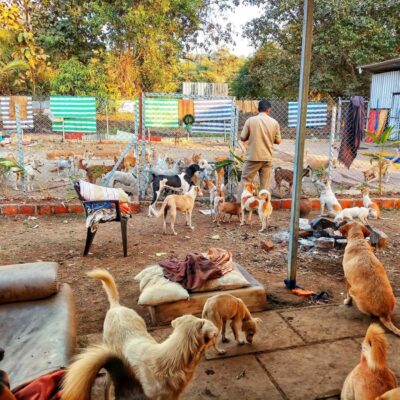 Bengaluru Animal Care Network Reaches Rural Communities