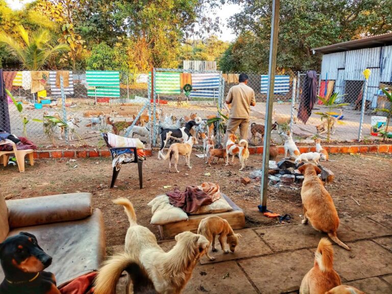 Bengaluru Animal Care Network Reaches Rural Communities