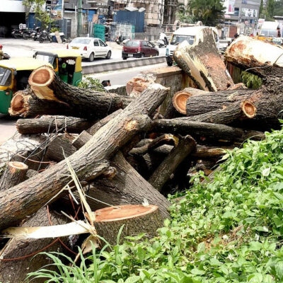 Mumbai Heatwave Raises Concerns Over Tree Loss