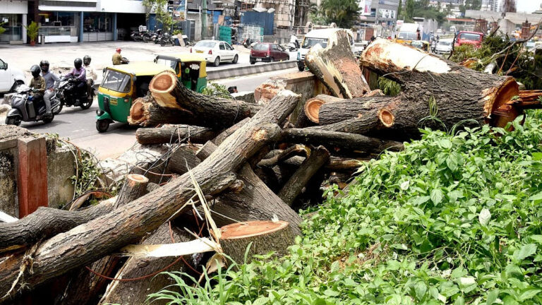 Mumbai Heatwave Raises Concerns Over Tree Loss