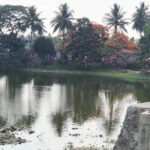 Vasai Virar Water Bodies See Green Revival