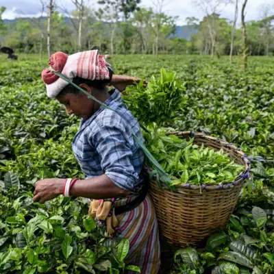 Kochi Tea Market Strengthens Amid Global Demand