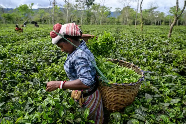 Kochi Tea Market Strengthens Amid Global Demand