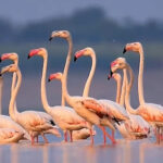 Pune Bird Tourism Economy Hit By Missing Flamingos