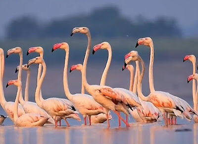 Pune Bird Tourism Economy Hit By Missing Flamingos