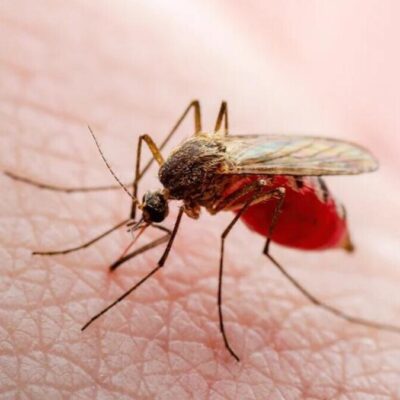 Mumbai Mosquito Control Gaps Raise Health Concerns