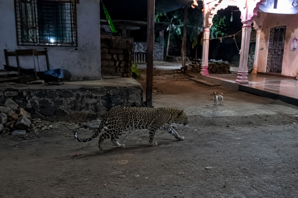 Palghar CCTV Shows Leopard Release Puppy Without Injury