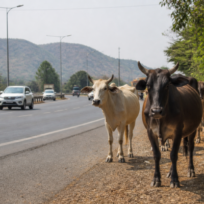 Stray cattle near a highway in Palghar, where authorities are planning a capture drive to reduce road accidents