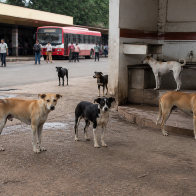 Stray dogs near a roadside public facility in Sorab, Karnataka, amid rising Sorab dog bite cases