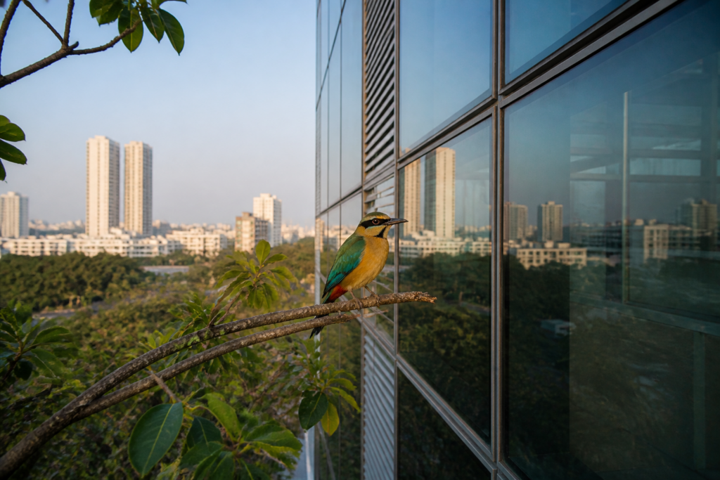 Hyderabad glass buildings reflecting the sky near a migratory Indian Pitta