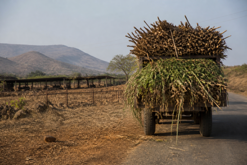 Pune fodder transport ban affecting dry and green fodder supplies during drought conditions